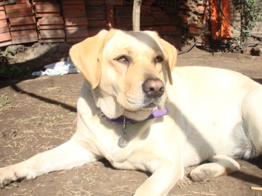 Esta es Tasha, una cariñosa y fiel perrita que ama los niños, jugar y nadar en el agua!! Aquí está tomando sol en un dia de invierno